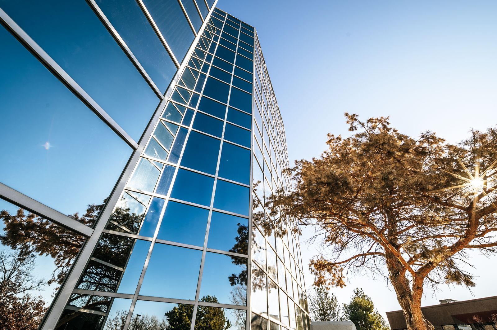 Glass building beside a tree with golden leaves in sunlight